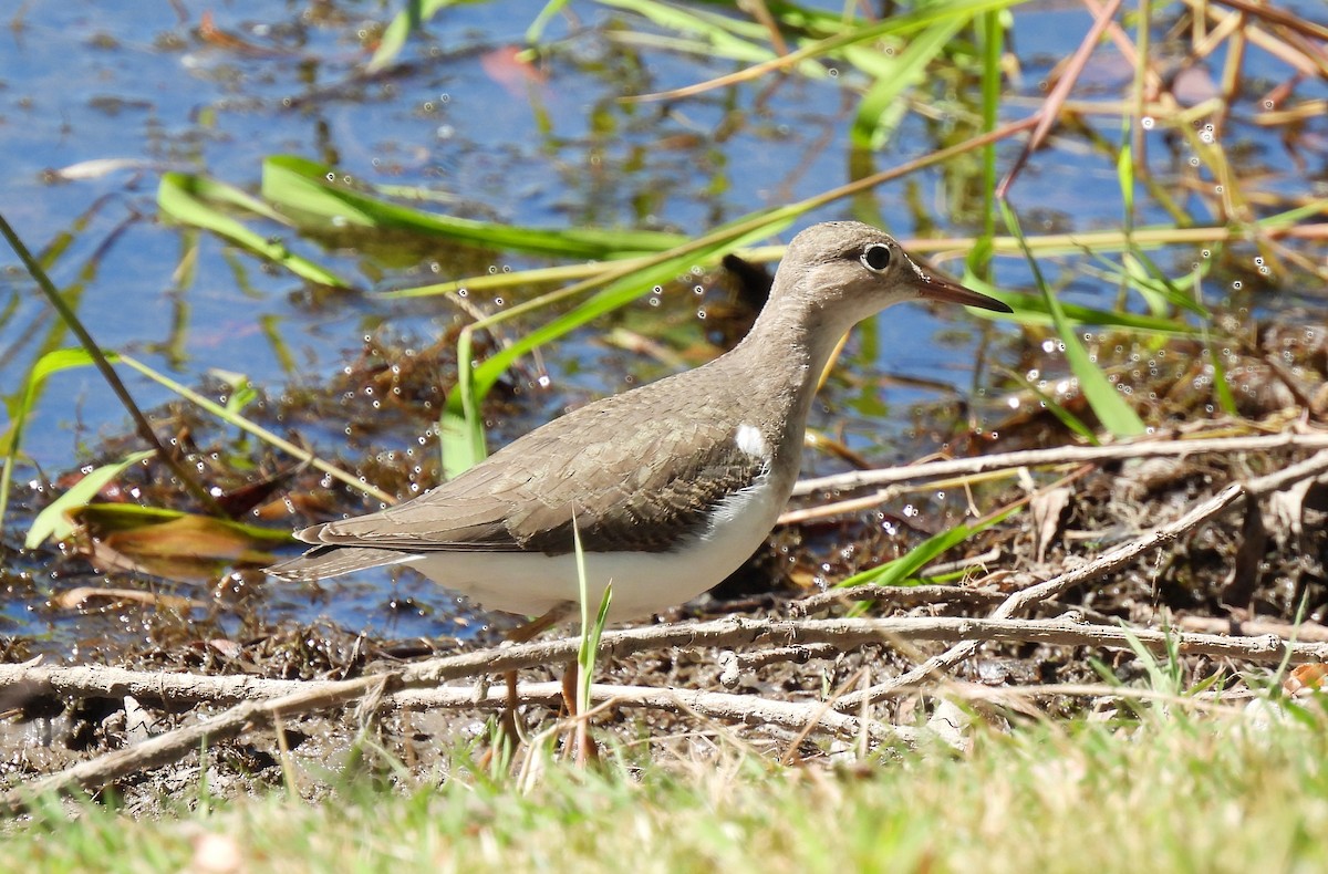 Spotted Sandpiper - ML641255856