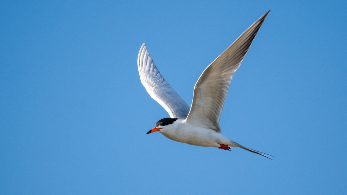 Forster's Tern - ML641255860