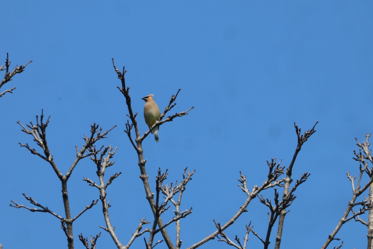 Cedar Waxwing - ML641255866