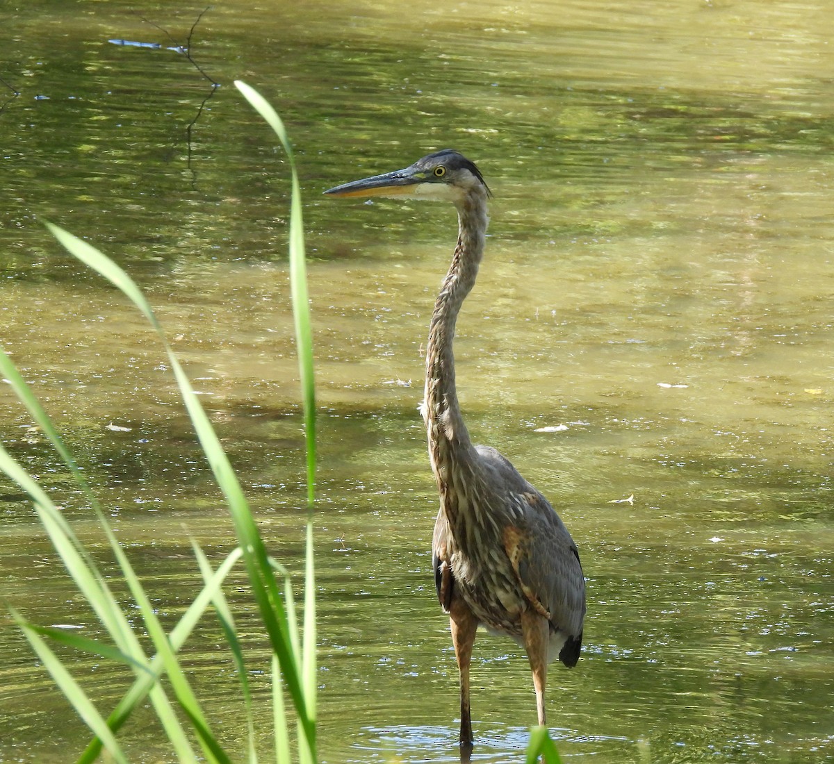 Great Blue Heron - ML641255875