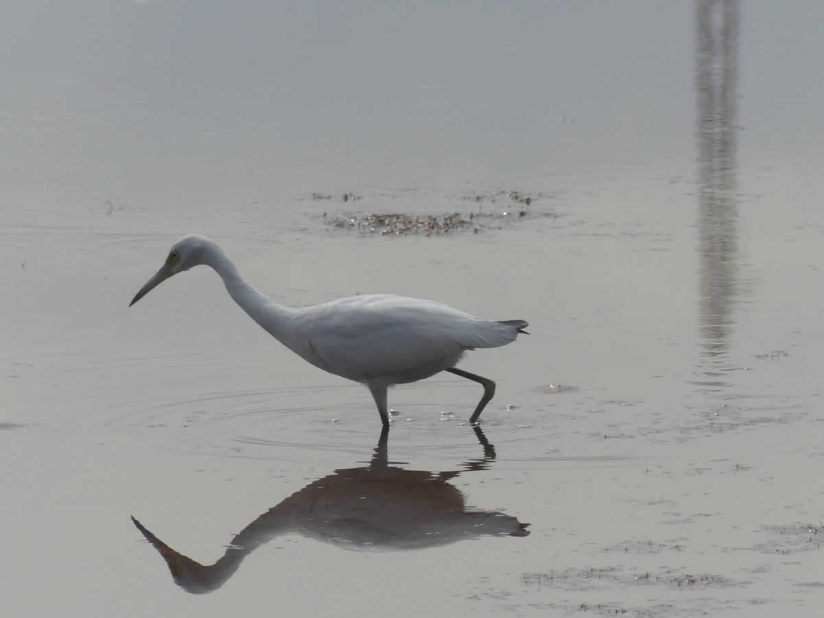 Little Blue Heron - ML641255916