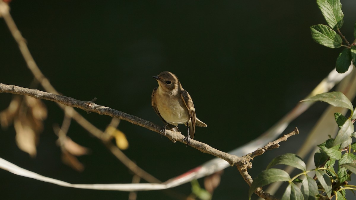 European Pied Flycatcher - ML641255921