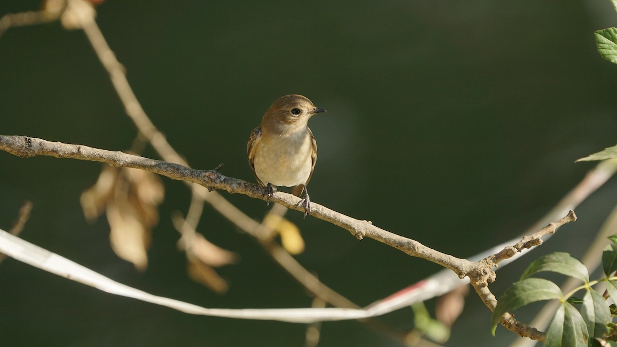 European Pied Flycatcher - ML641255929