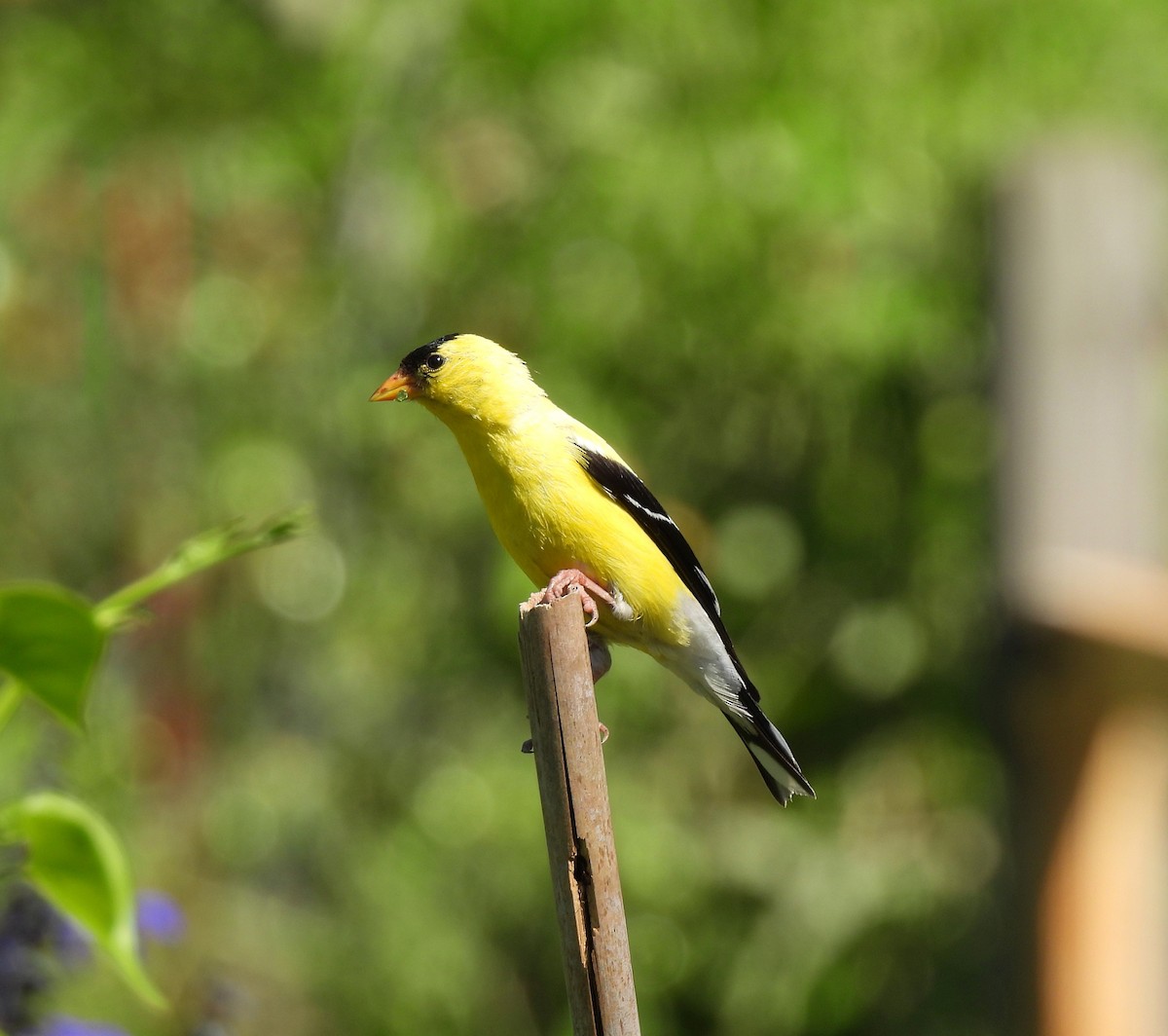 American Goldfinch - ML641255932
