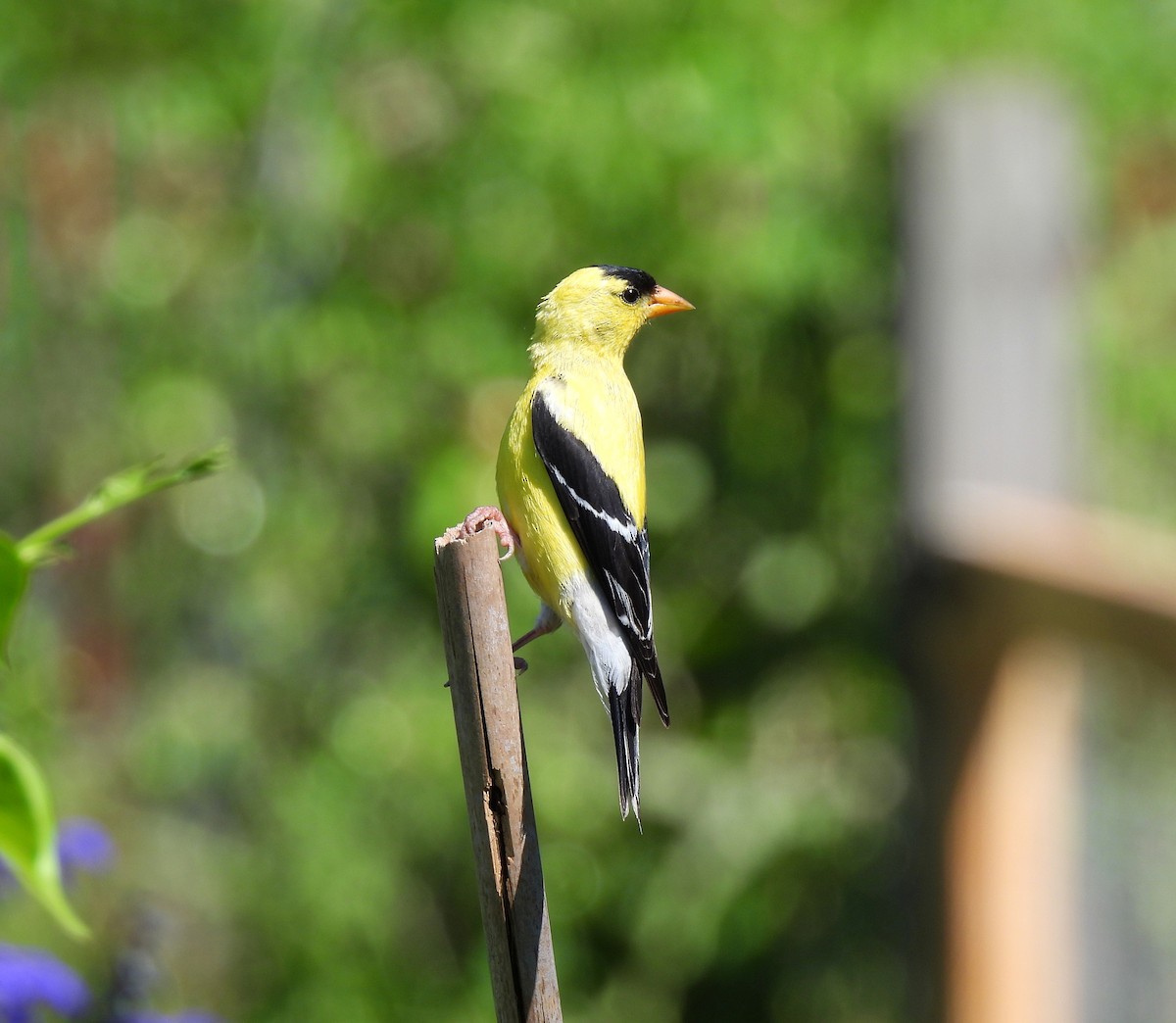 American Goldfinch - ML641255940