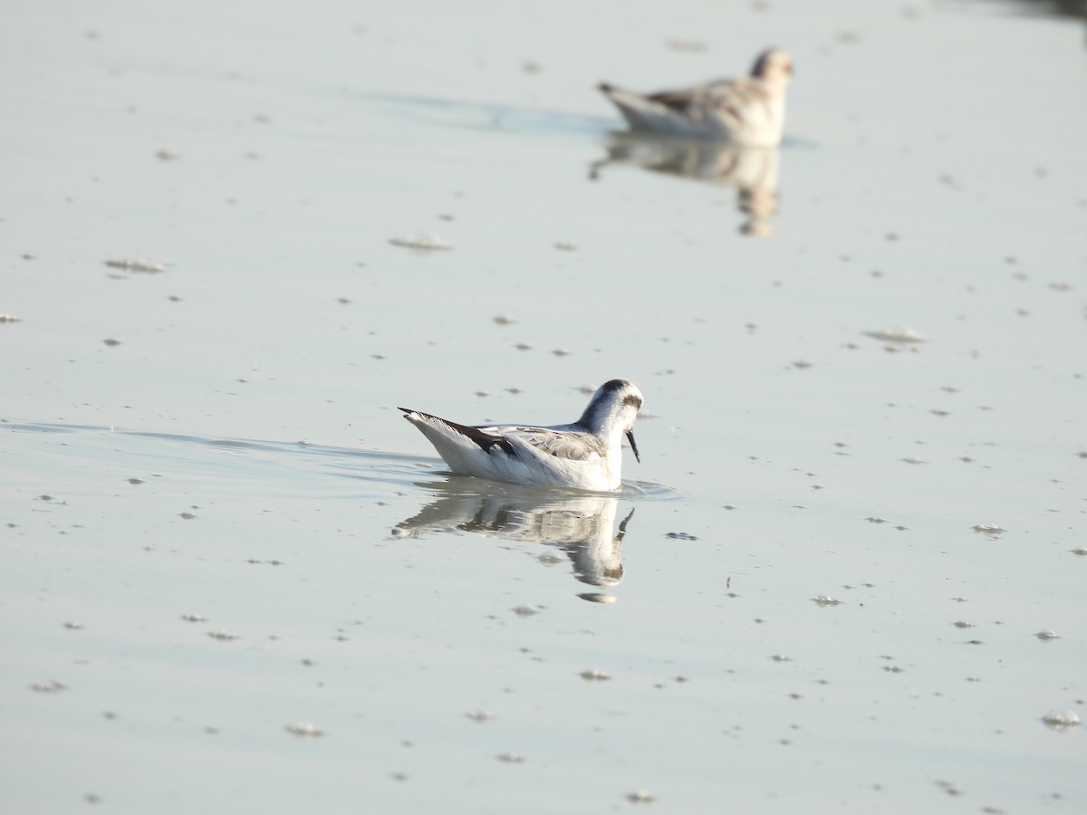 Нарийн сэлээхэй - ML641255943