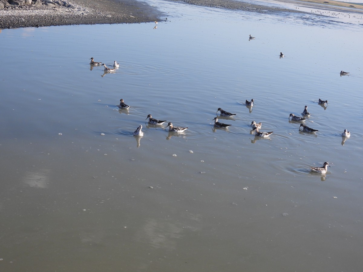 Нарийн сэлээхэй - ML641255944