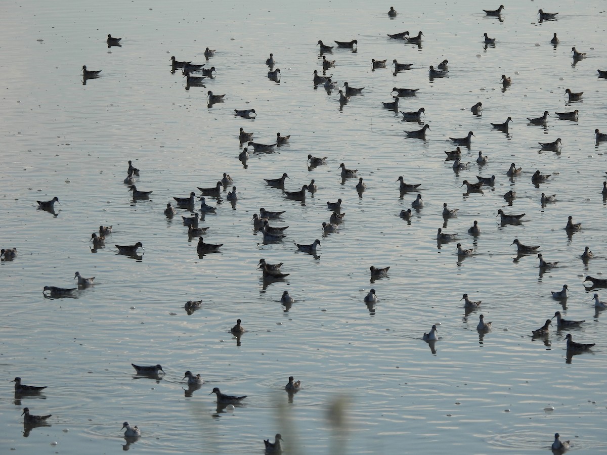 Нарийн сэлээхэй - ML641255945