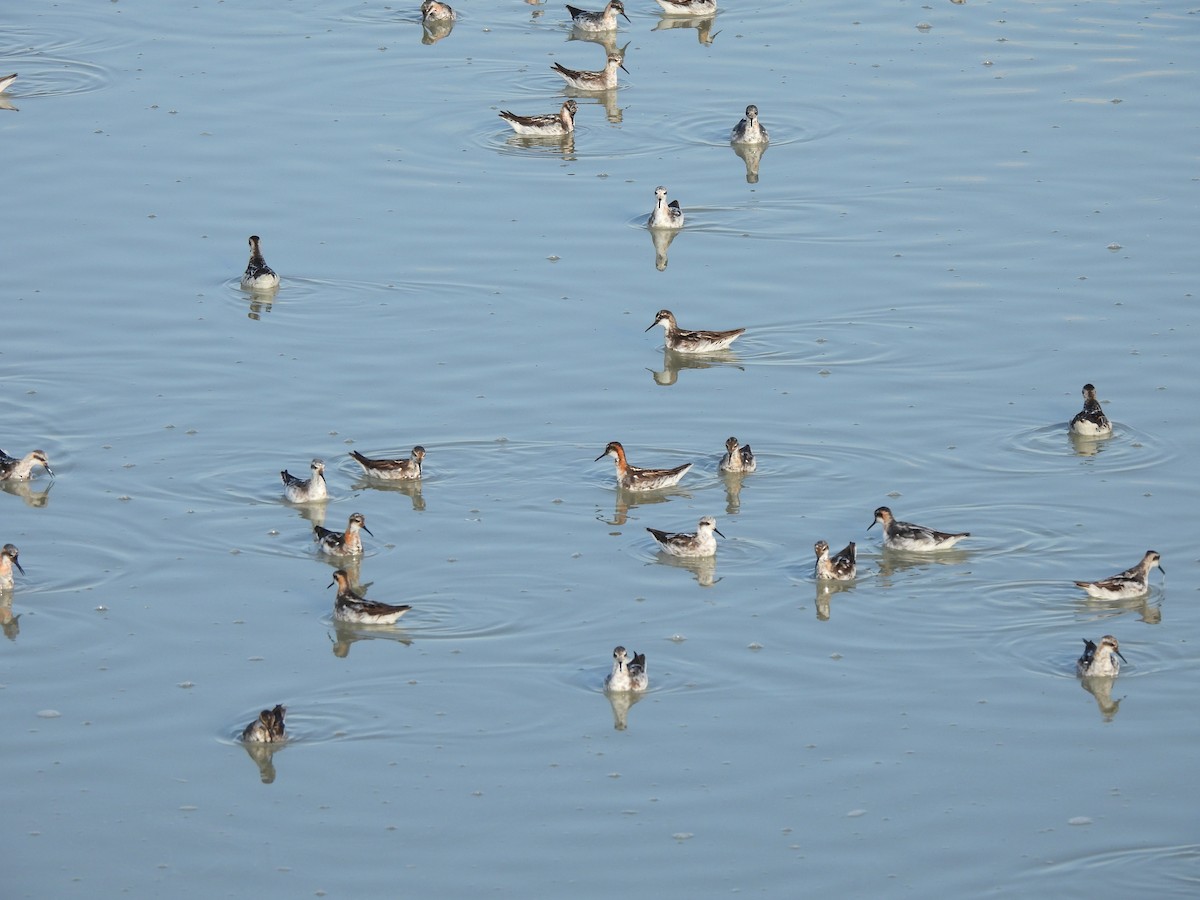 Нарийн сэлээхэй - ML641255946