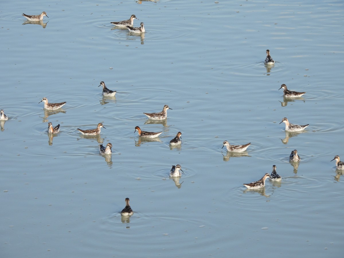 Нарийн сэлээхэй - ML641255947