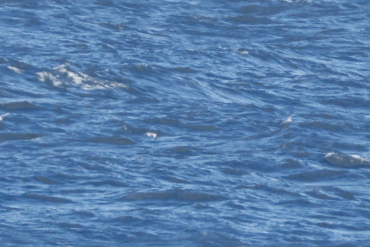 Sabine's Gull - ML641255968
