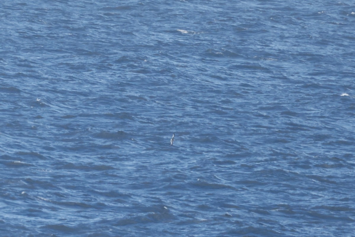 Sabine's Gull - ML641255969