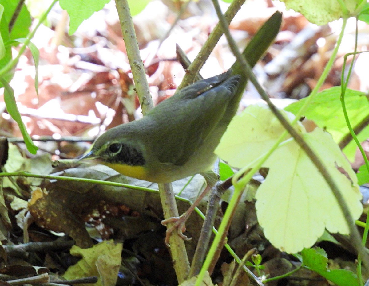 Common Yellowthroat - ML641255974