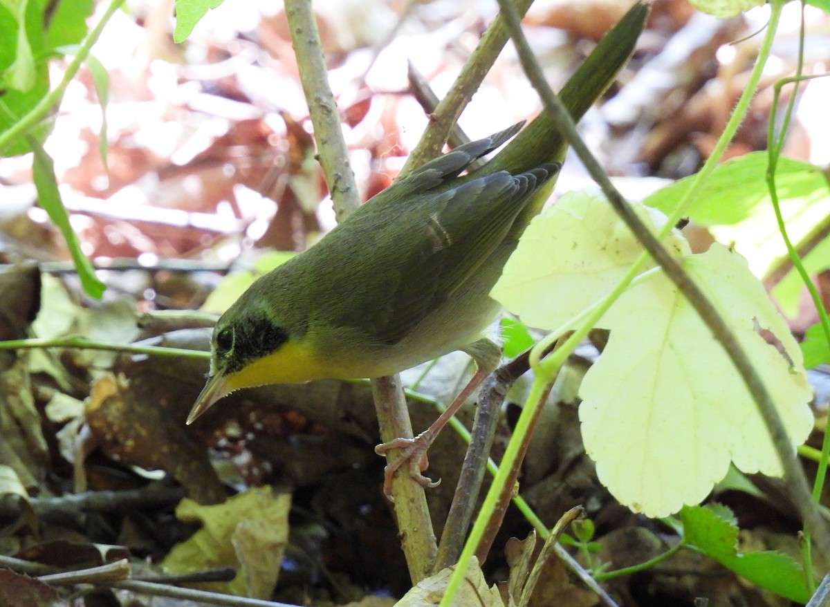 Common Yellowthroat - ML641255979
