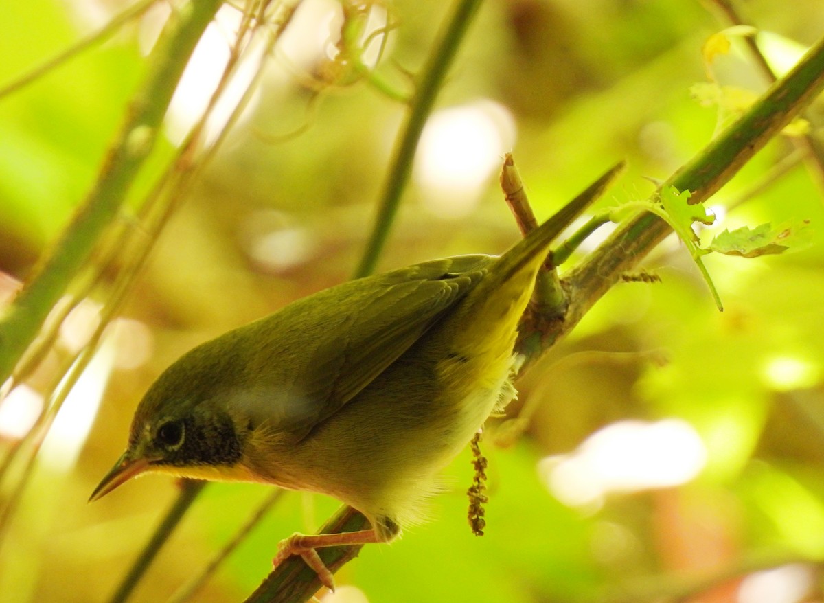 Common Yellowthroat - ML641255989