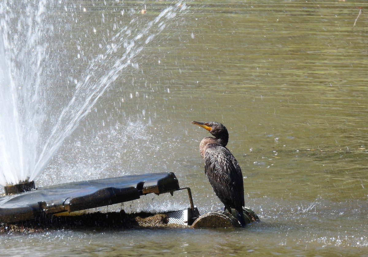 Double-crested Cormorant - ML641256002