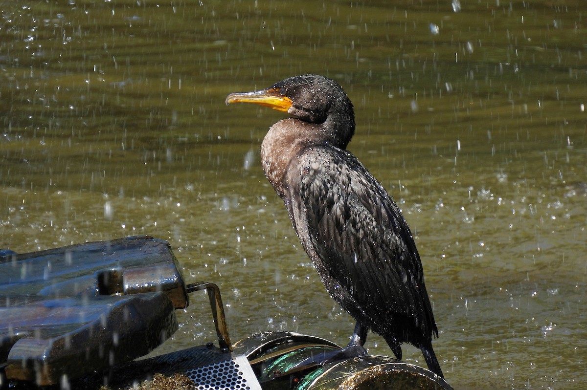 Double-crested Cormorant - ML641256016