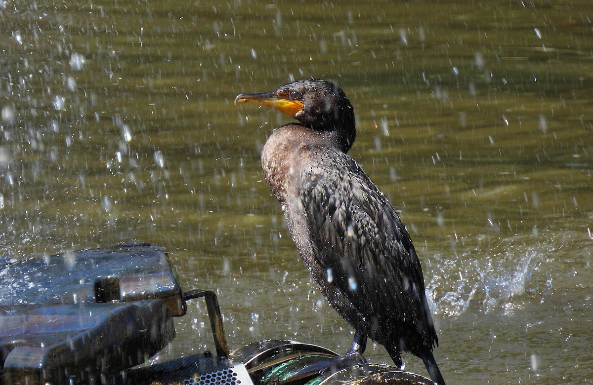 Double-crested Cormorant - ML641256040