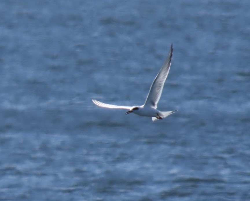Forster's Tern - ML641256046