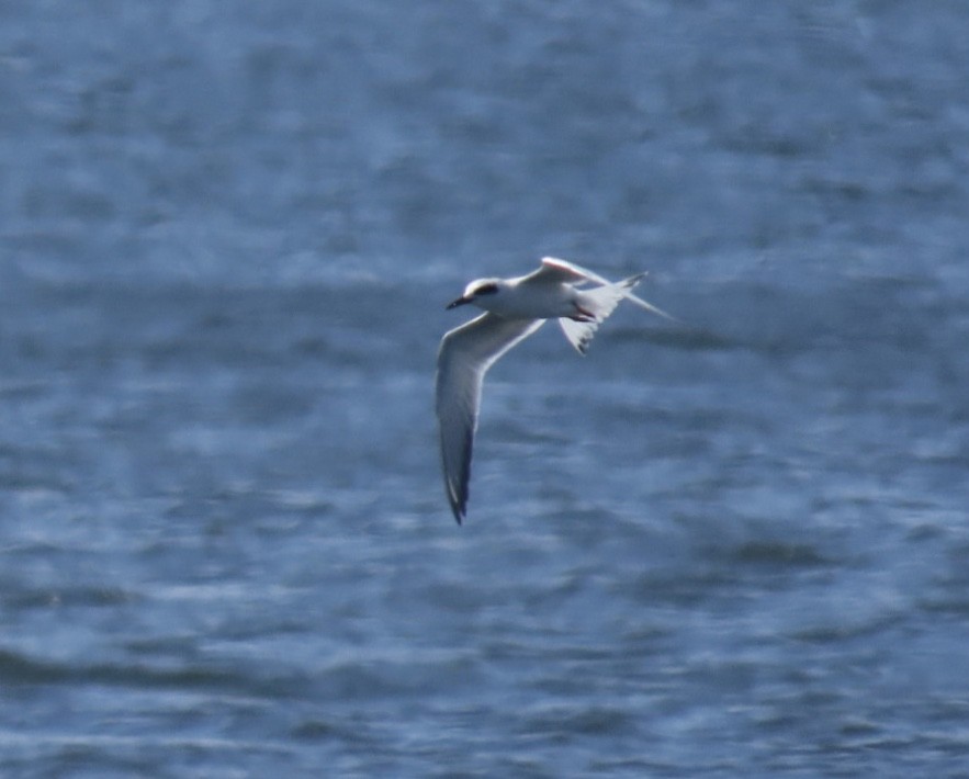 Forster's Tern - ML641256047