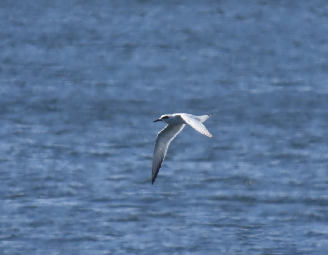 Forster's Tern - ML641256048