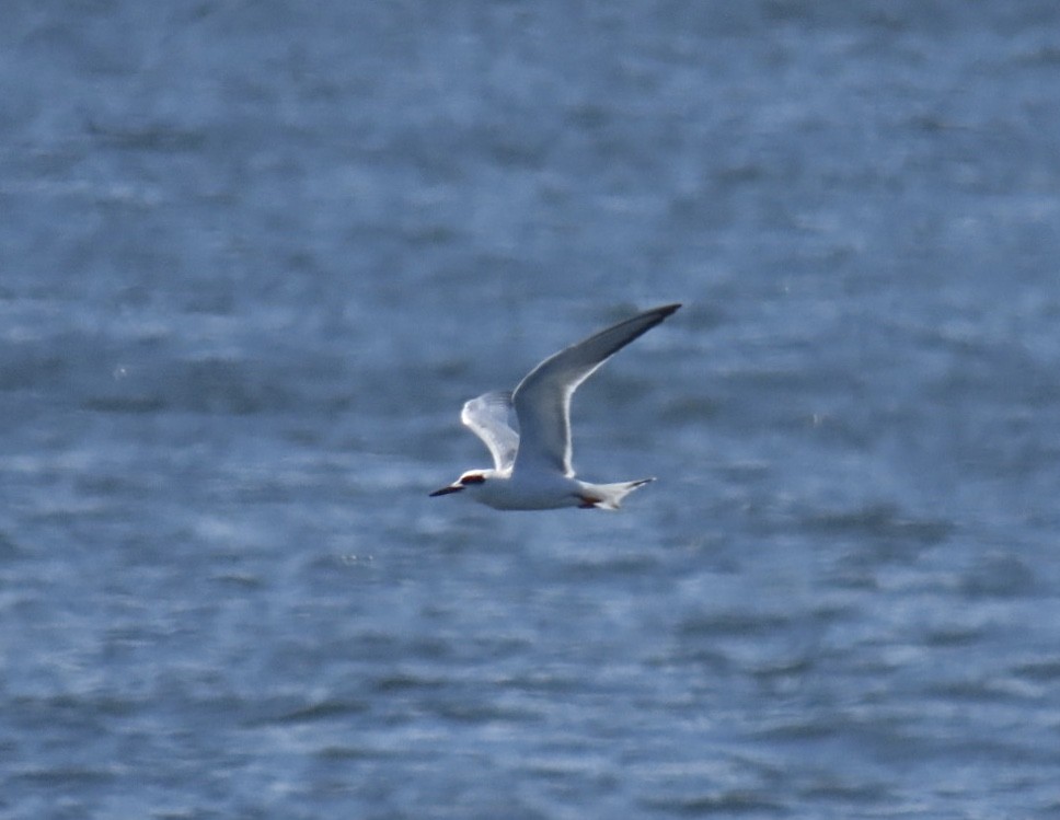 Forster's Tern - ML641256049