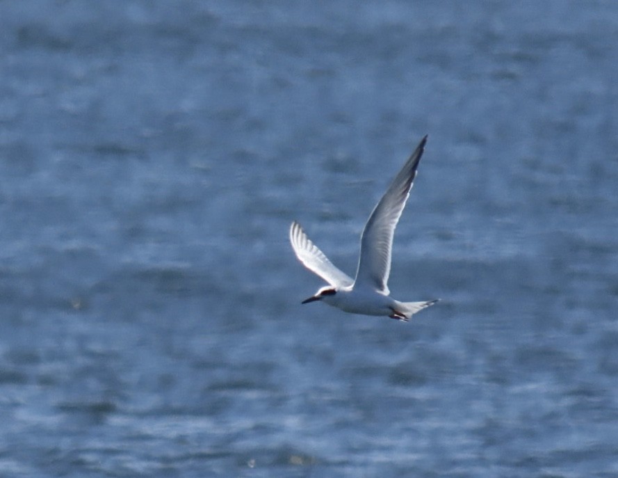 Forster's Tern - ML641256050