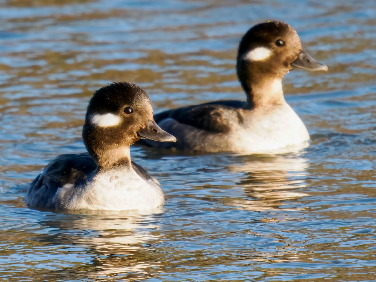 Bufflehead - ML641256059