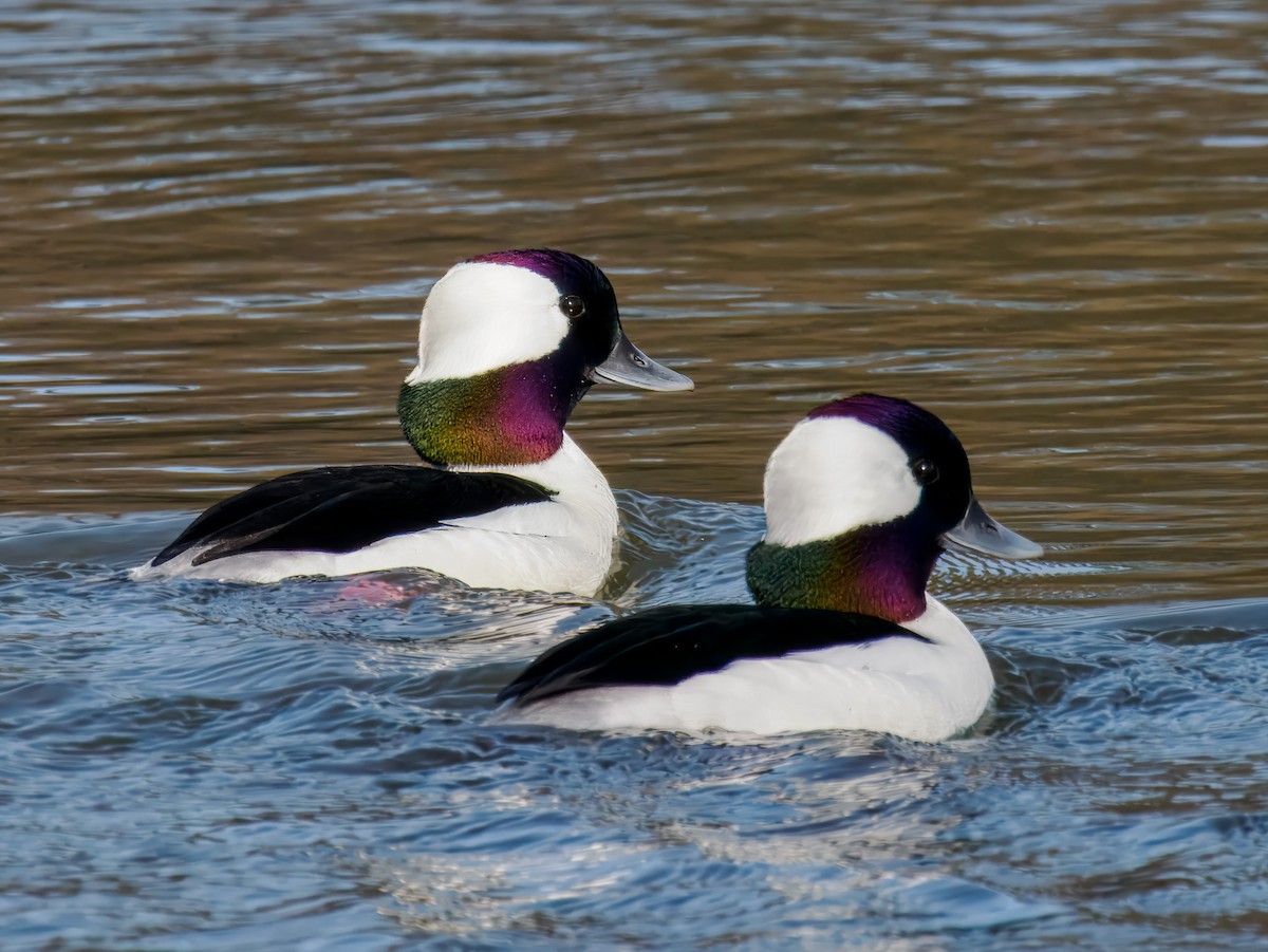 Bufflehead - ML641256060