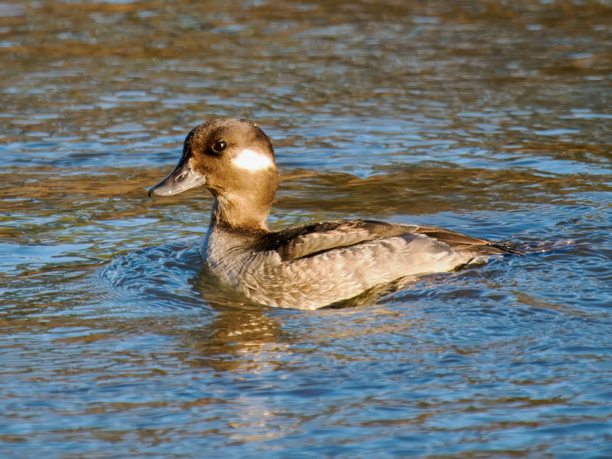 Bufflehead - ML641256061