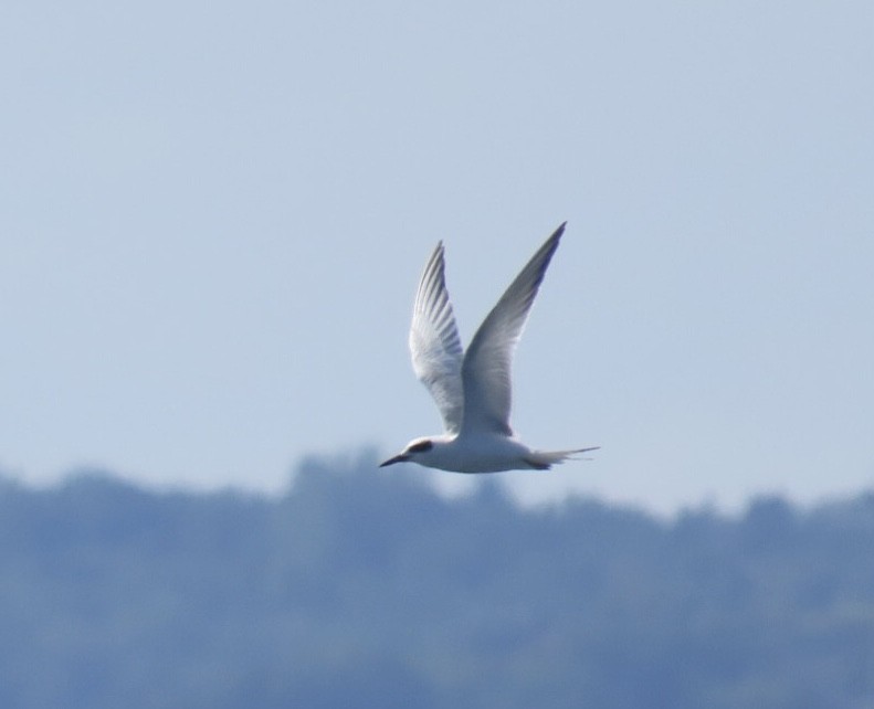 Forster's Tern - ML641256075