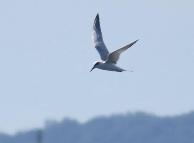 Forster's Tern - ML641256076