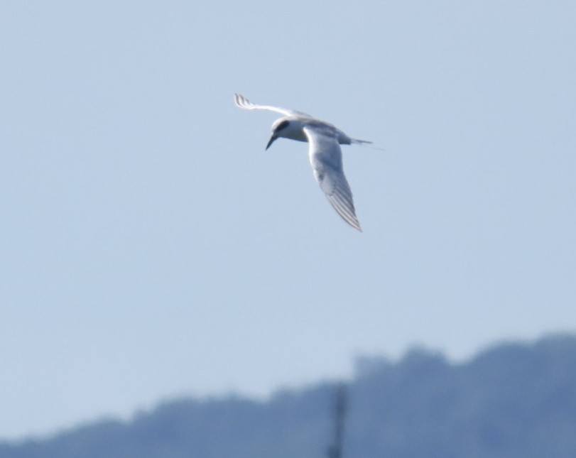 Forster's Tern - ML641256077