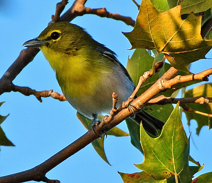 Yellow-throated Vireo - ML641256089