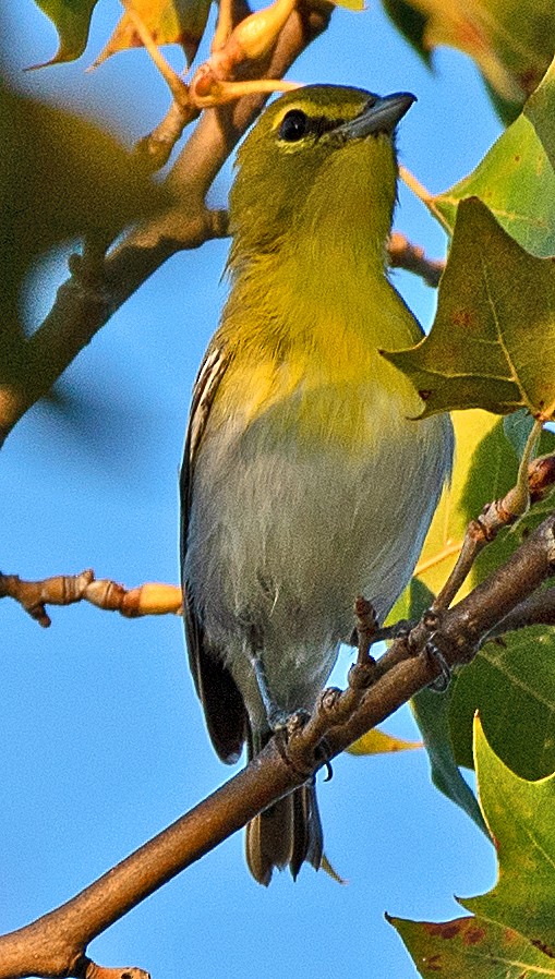 Yellow-throated Vireo - ML641256090