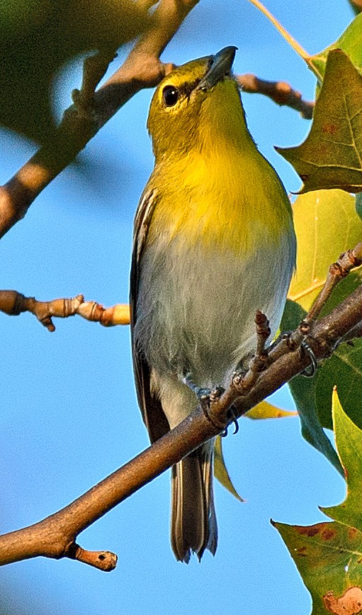 Yellow-throated Vireo - ML641256091