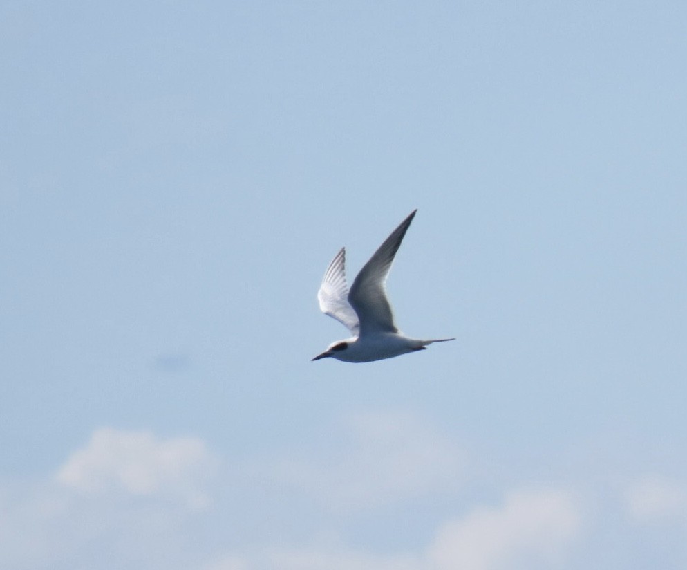 Forster's Tern - ML641256120