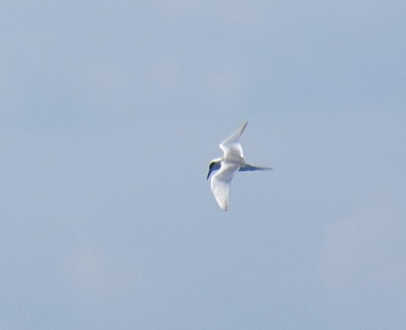 Forster's Tern - ML641256121
