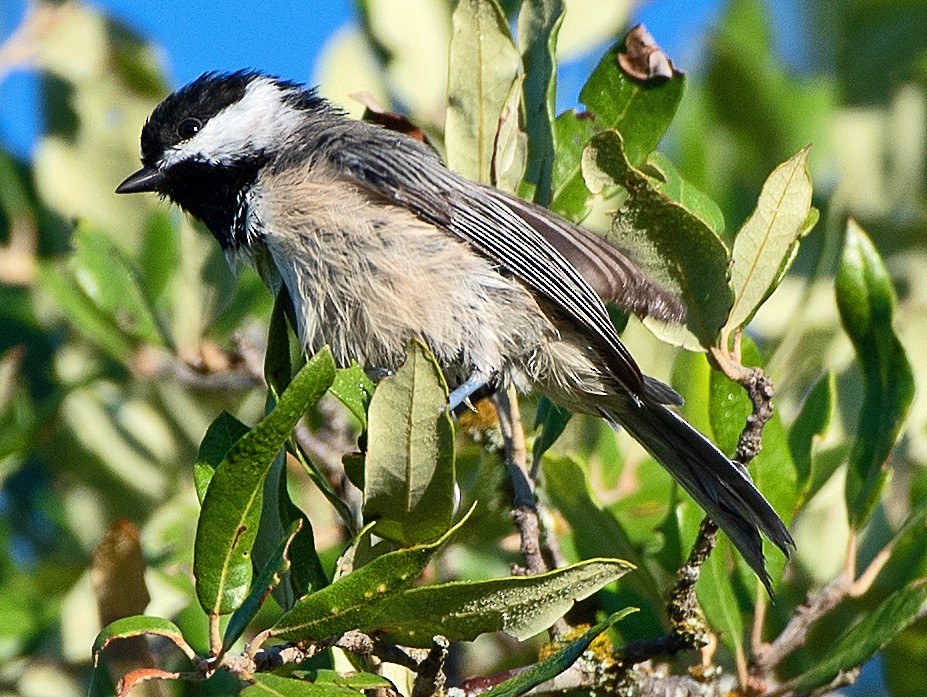 Carolina Chickadee - ML641256131