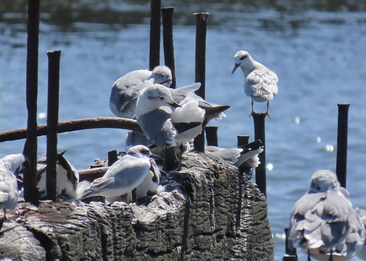 Forster's Tern - ML641256133