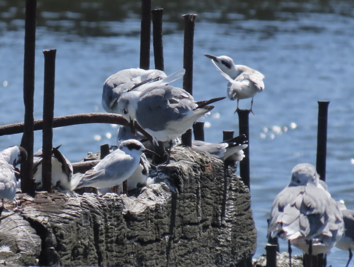 Forster's Tern - ML641256134