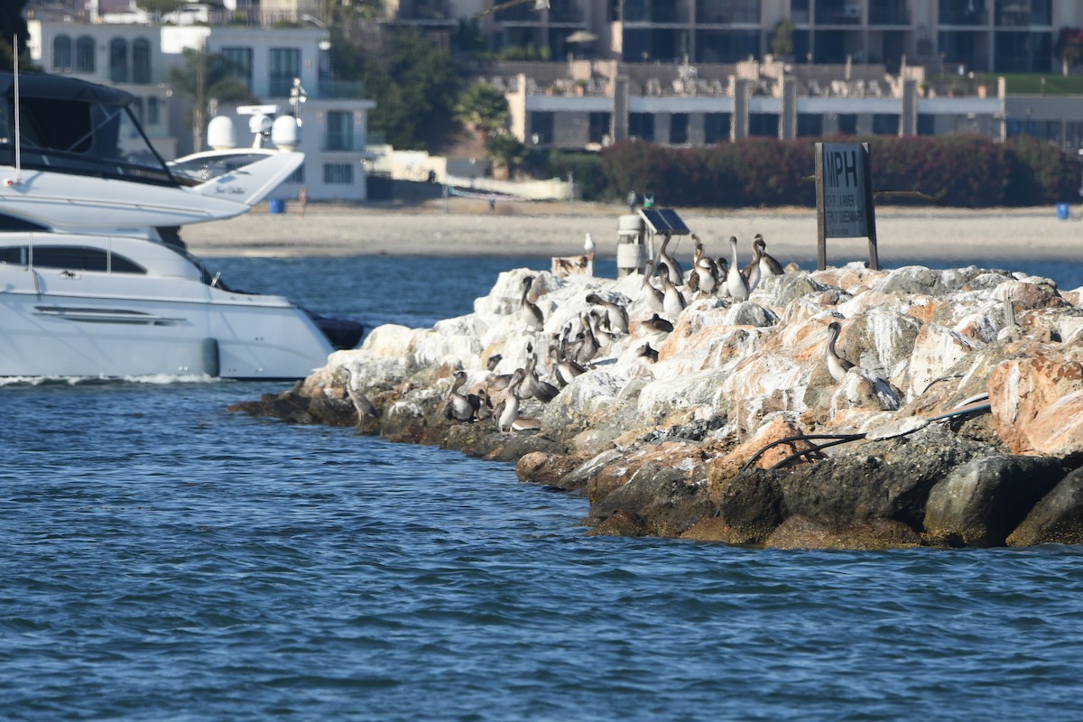 Brown Pelican - ML641256207