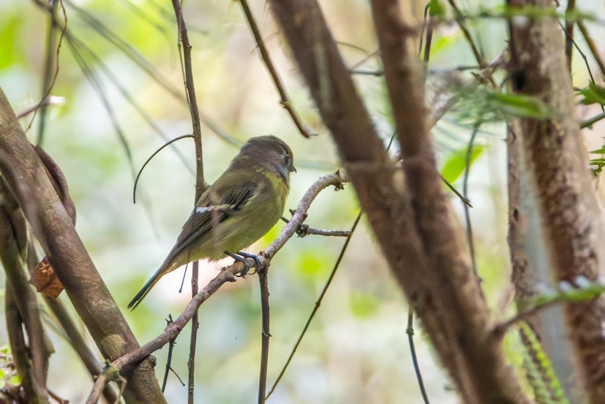 Wing-barred Piprites - ML641256227