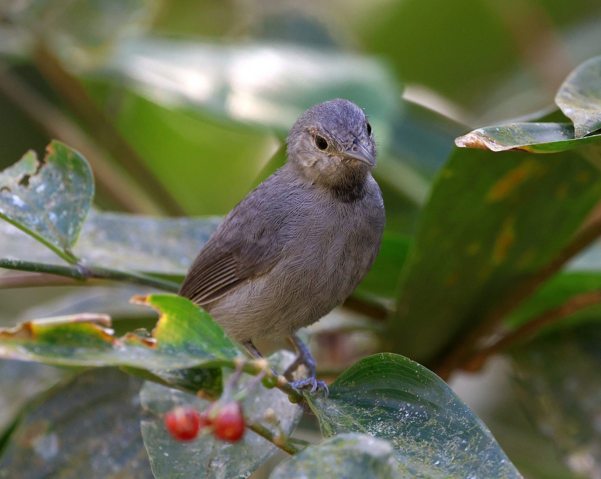 Unicolored Antwren - ML641256231