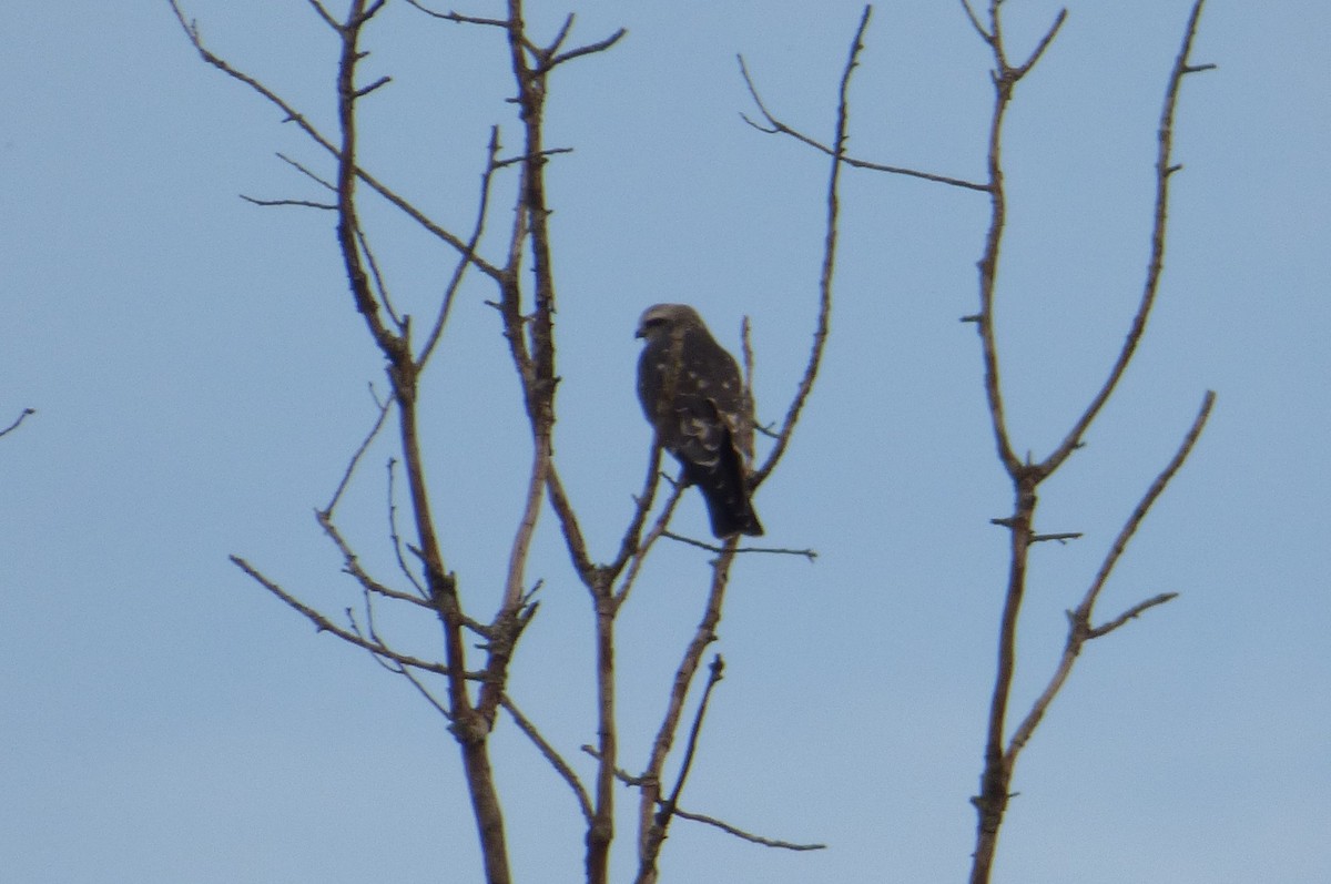 Mississippi Kite - ML641256363