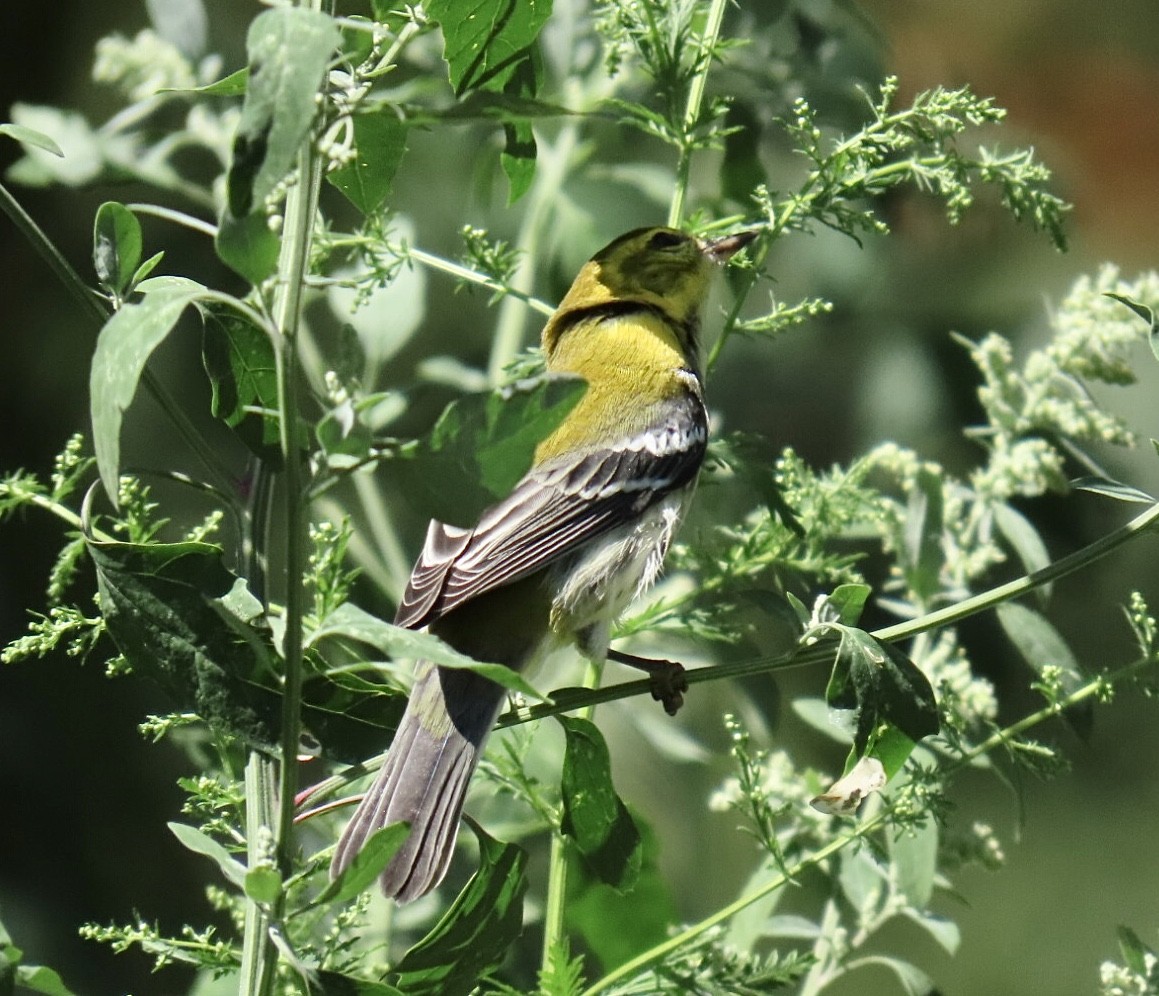 Black-throated Green Warbler - ML641256401