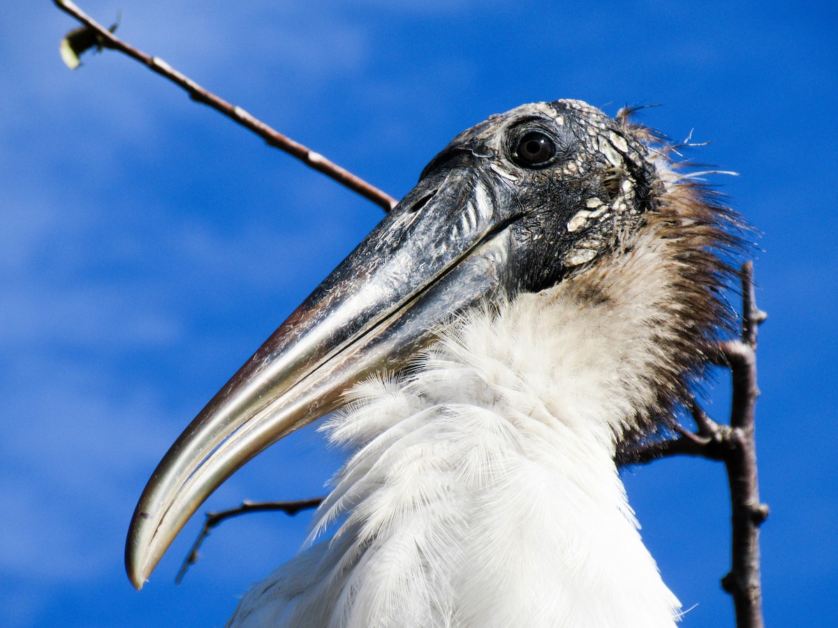 Wood Stork - ML641256450