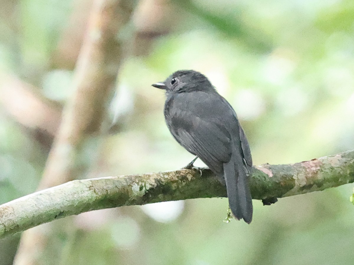 Cinereous Antshrike - ML641256469