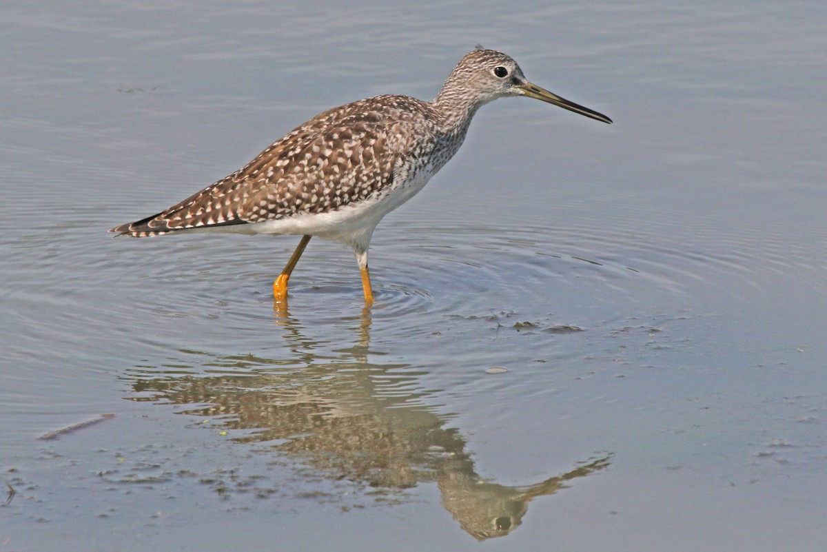 Greater Yellowlegs - ML641256472