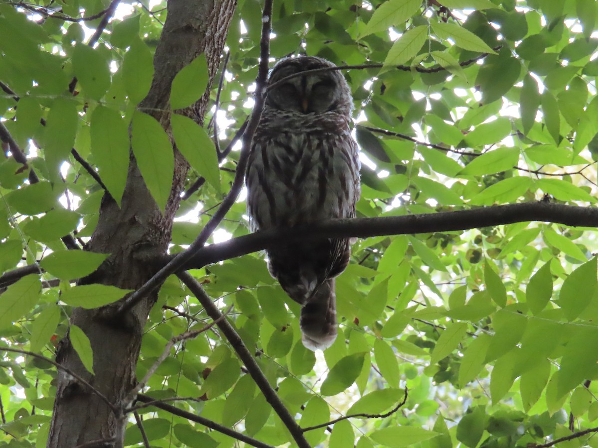 Barred Owl - ML641256504